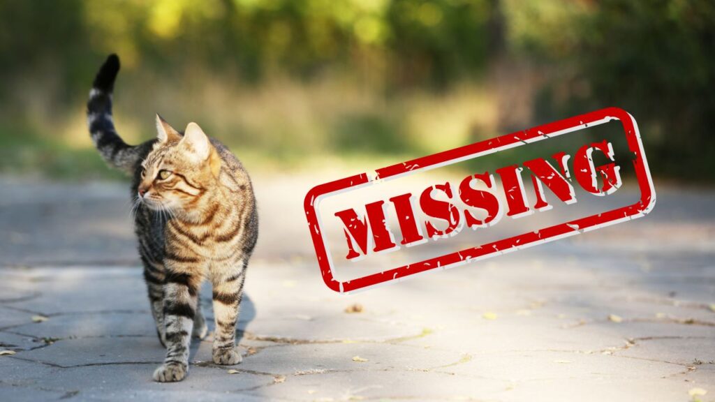 How Far Can a Cat Travel When Lost