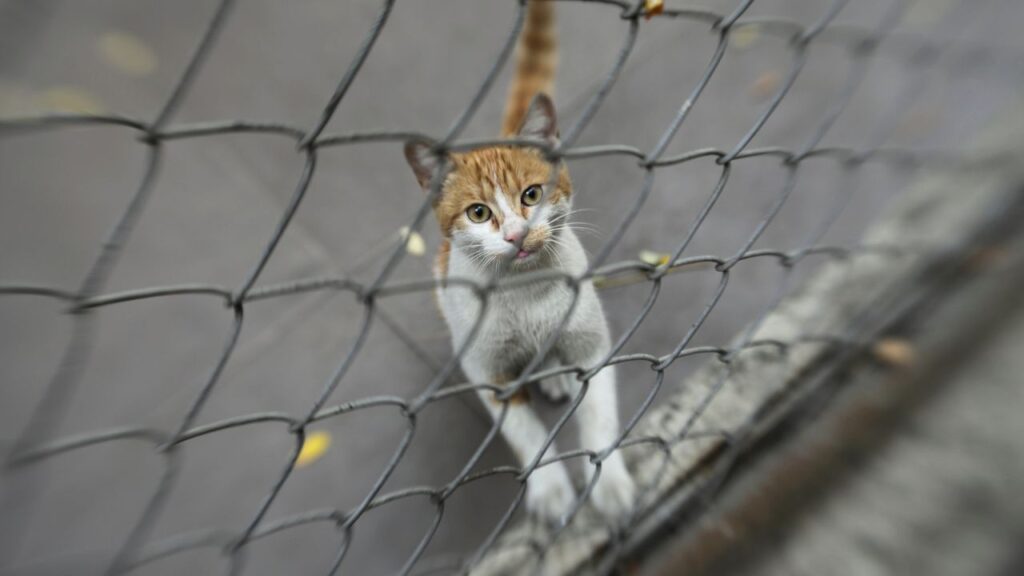 How Far Can a Cat Travel When Lost