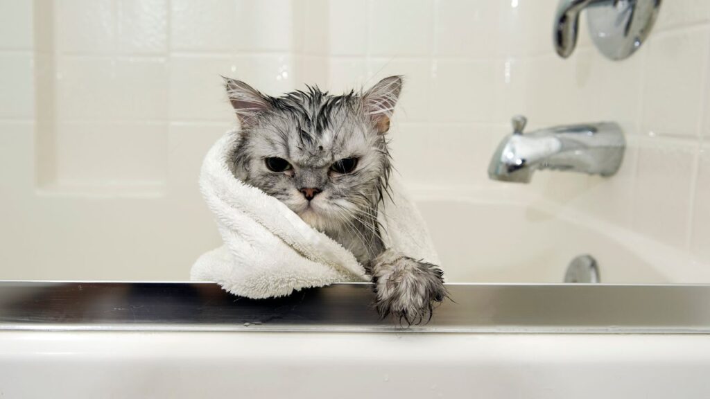 How Do I Trim My Cat’s Nails Safely