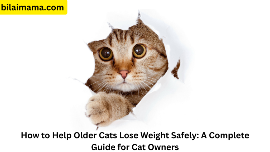 How to Help Older Cats Lose Weight Safely: A Complete Guide for Cat Owners